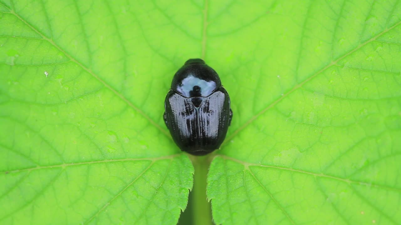 波皮利亚·穆坦斯·缪曼（甲壳虫）视频素材