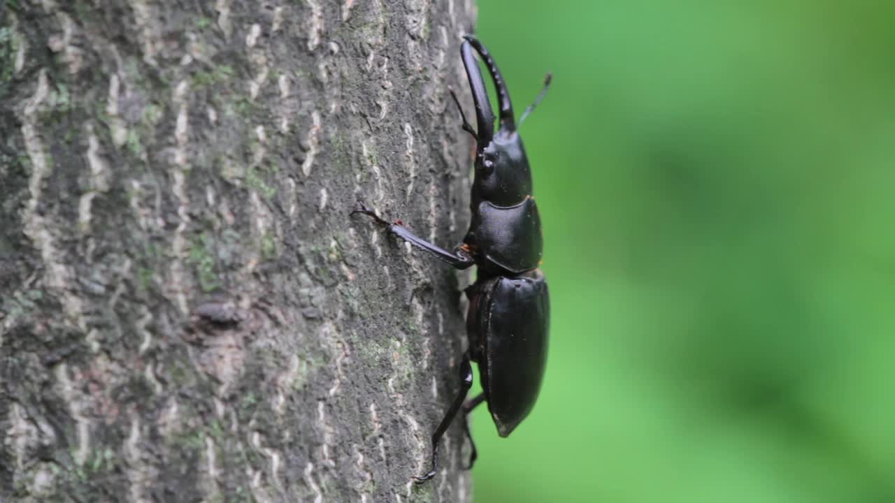 螺旋体（刺甲虫）视频素材