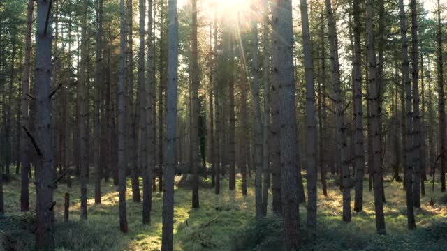 横向移动的剪辑冬季的阳光照耀通过森林视频素材