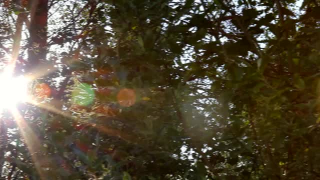 阳光穿过树枝。视频素材