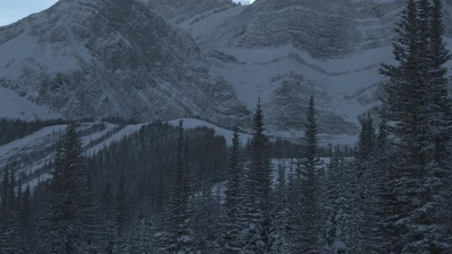 在加拿大落基山脉的背景下，沿着树低飞视频素材