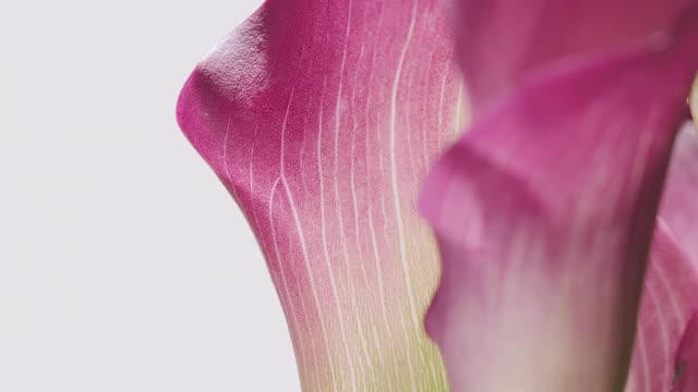 一束粉红色的马蹄莲的特写，在浅灰色的背景下英勇地旋转视频下载