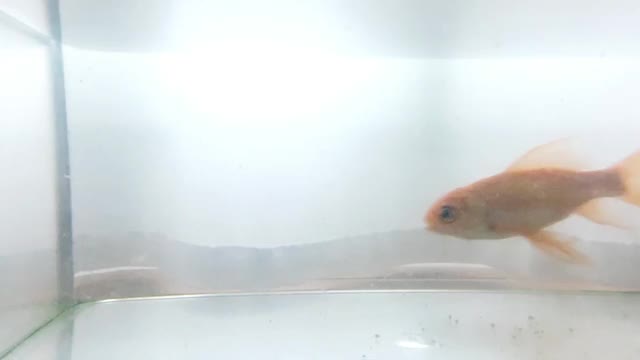 金鱼在我家的鱼缸里视频下载