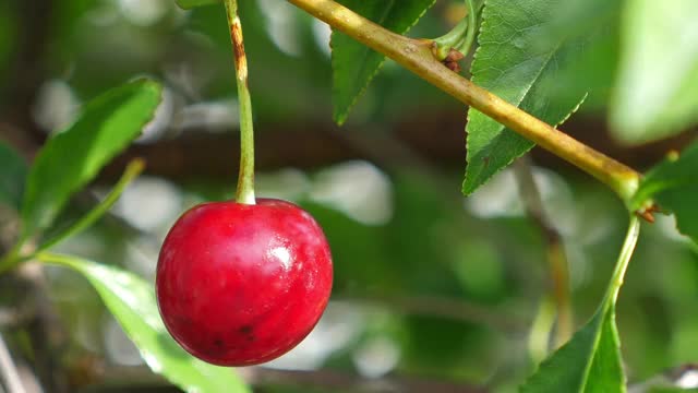 花园里的树上长着成熟的红樱桃。秋天的收获视频素材