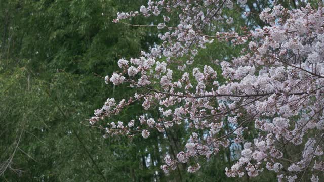 风中摇曳的樱花，背景是竹林(放大)视频下载