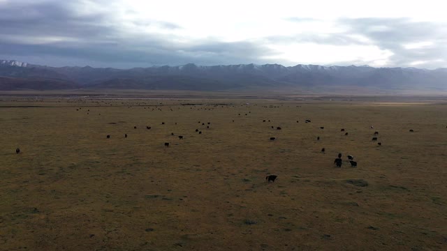 祁连山牧场丰富牧草的实时/鸟瞰图视频素材