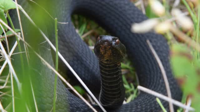 毒蛇蜷缩在草丛中视频下载