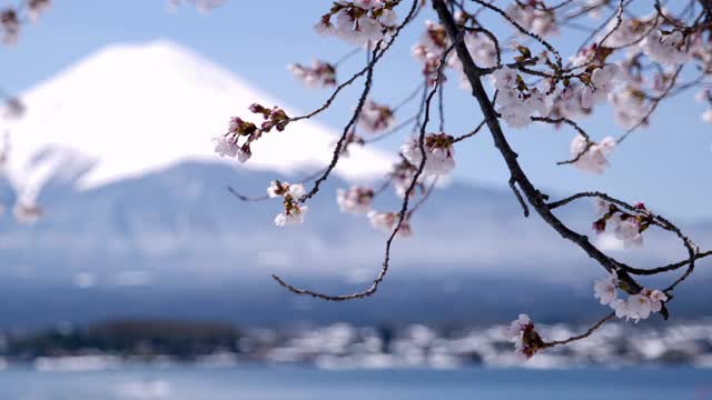 富士山上的川口湖和樱花(平移/机架聚焦)视频下载