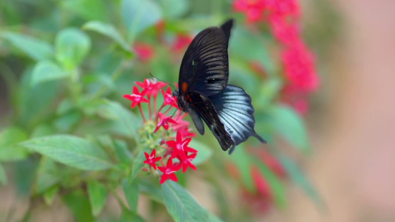 花上的蝴蝶4k慢镜头60fps视频下载