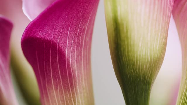 一束粉红色的马蹄莲的特写，在浅灰色的背景下英勇地旋转视频下载