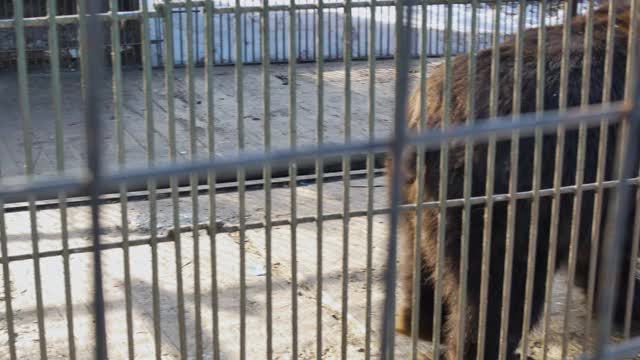 不高兴的熊在笼子里在恶劣的条件下从一边到另一边视频素材