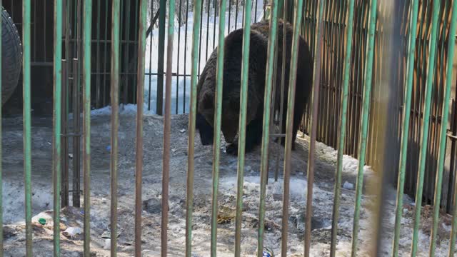 不幸的熊被关在笼子里，条件很糟糕视频素材