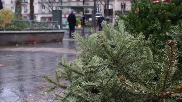 堆放在街上的旧旧的圣诞树视频下载