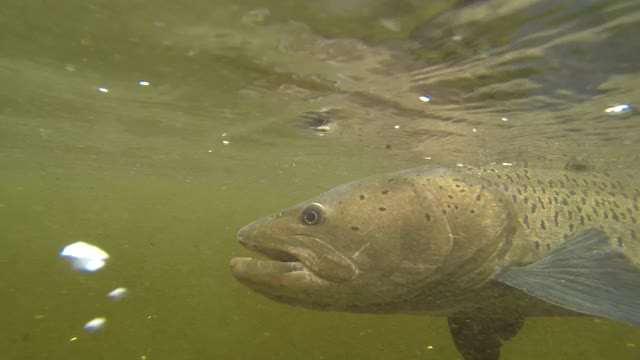 一个巨大的泰门鳟鱼的身体在水下在蒙古河的特写视频下载