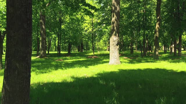 有橡树和绿草的夏季公园视频下载