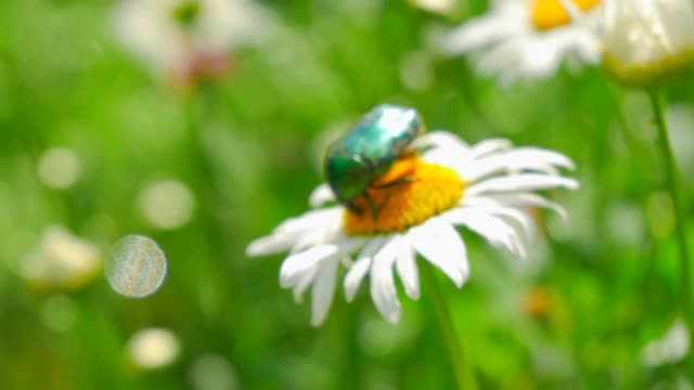 大绿甲虫正坐在甘菊上采集花蜜视频素材