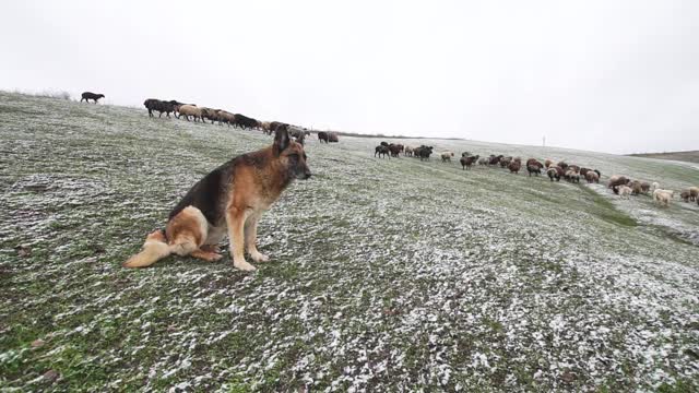 冬天有一群羊的德国牧羊犬视频下载