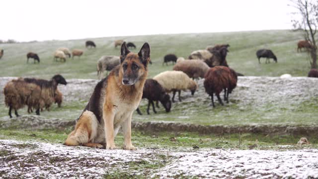 下雪时牧羊犬和羊群在一起视频下载