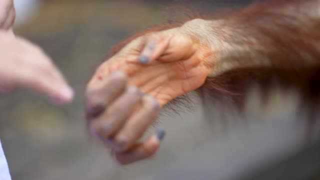 亚洲小孩用猴子的手握和握手。信任和友谊的概念视频下载