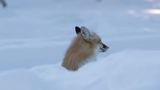 TS 4K慢镜头近距离拍摄一只红狐(Vulpes Vulpes)站在雪中视频下载