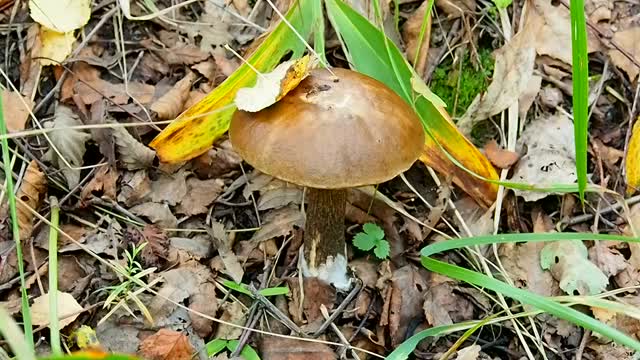 在森林里采摘可食用的蘑菇。视频素材