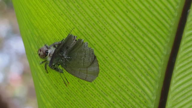 捕食蕨类植物的跳蛛视频下载