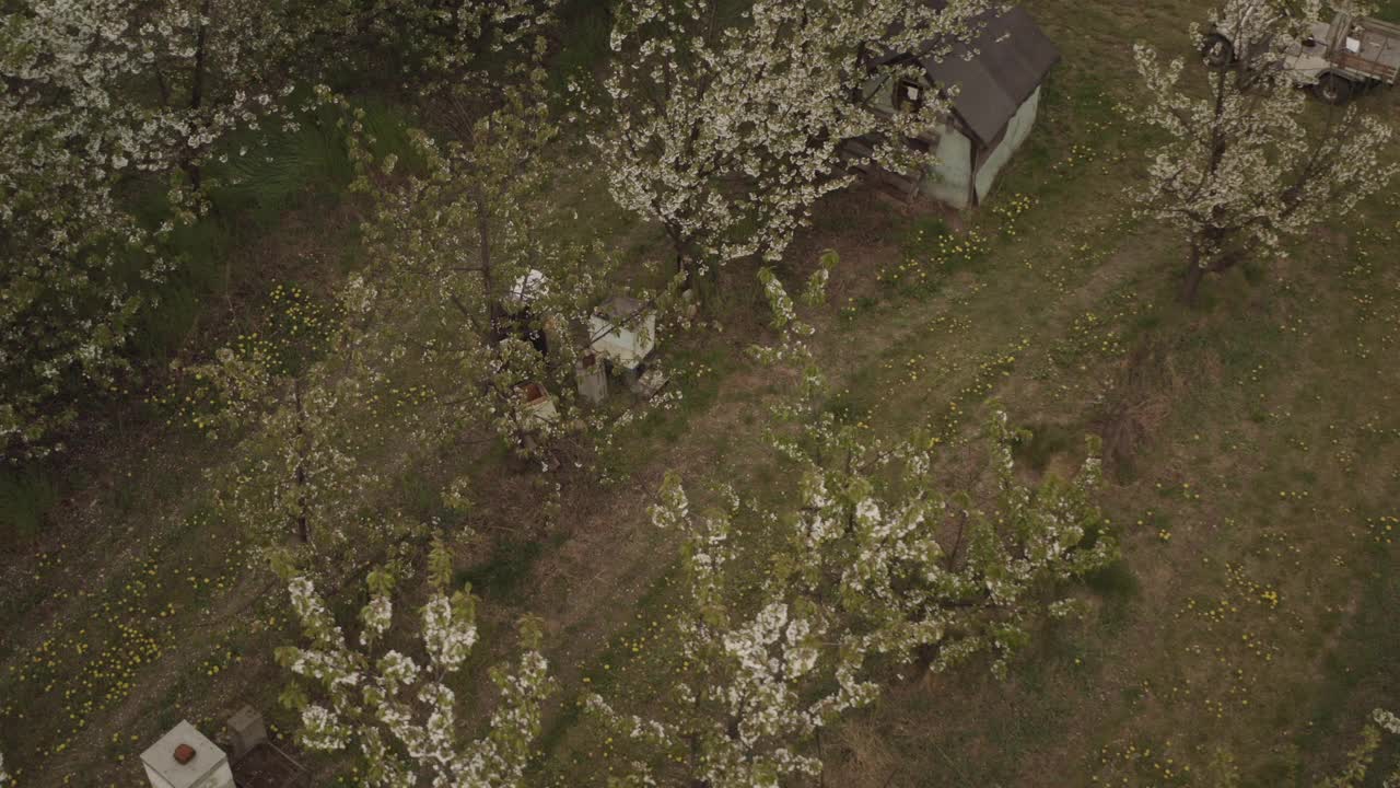 鸟瞰图的樱桃树生长在行。春天在果园视频下载
