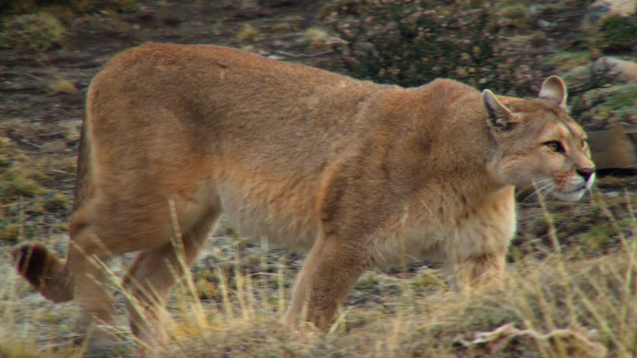 一只美洲狮穿过草地，咆哮着，踩着一块石头视频素材