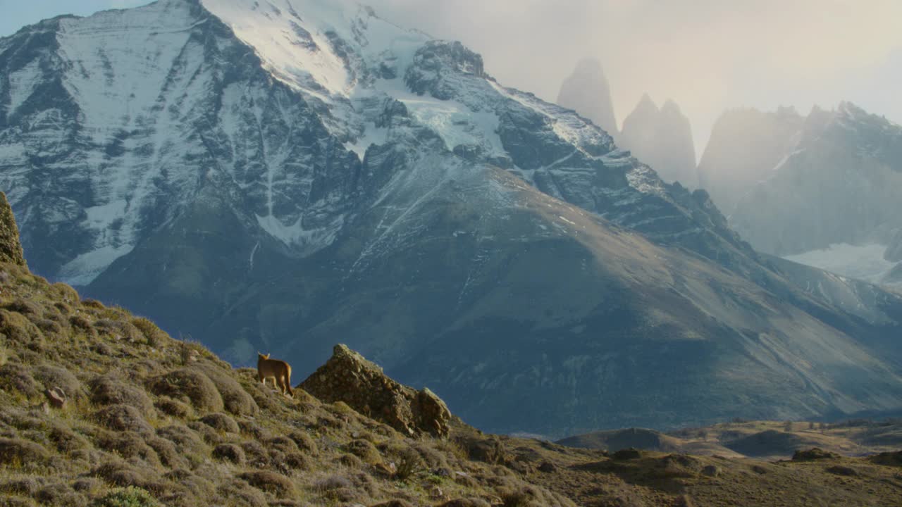 画一只美洲狮在山坡上走着坐着视频素材