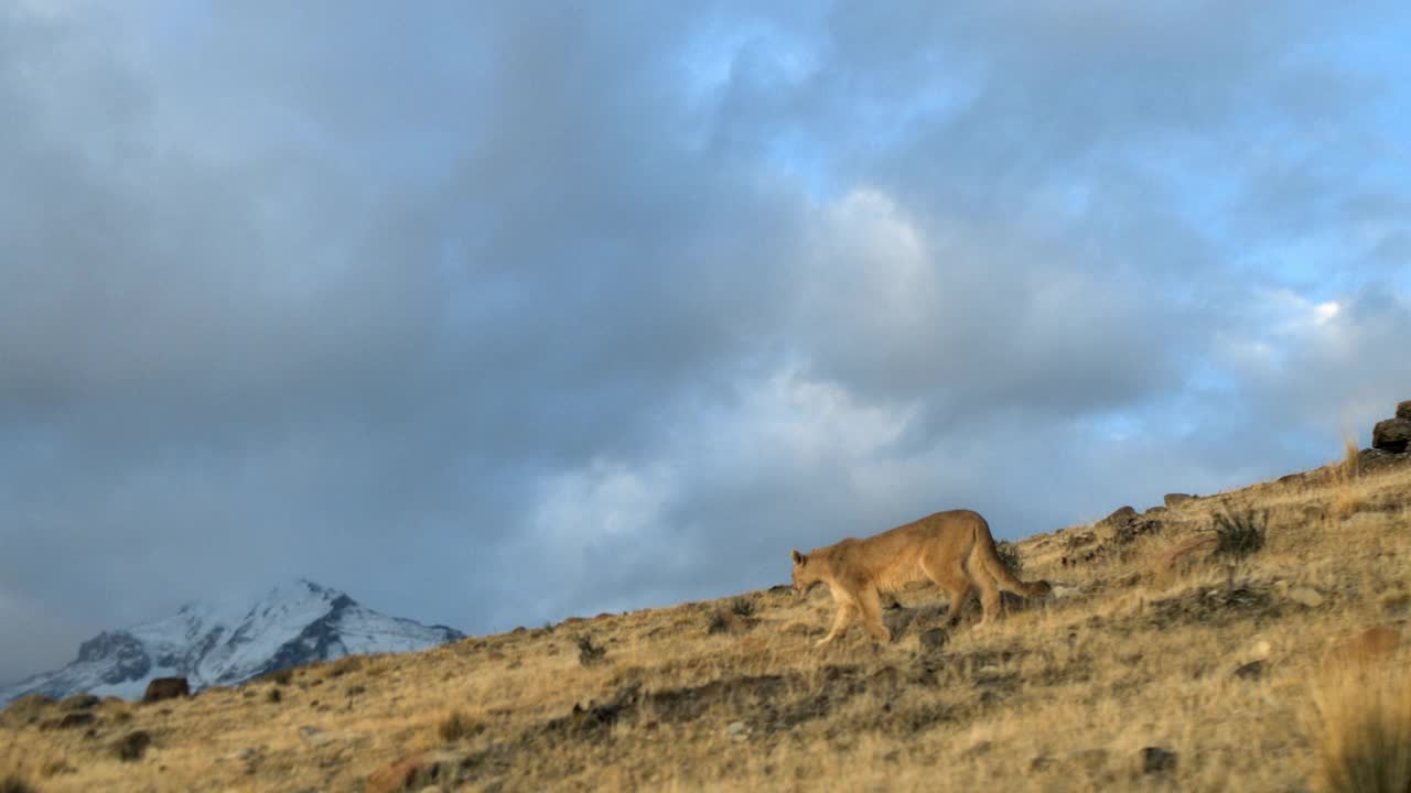 一只在山坡上行走的美洲狮视频素材