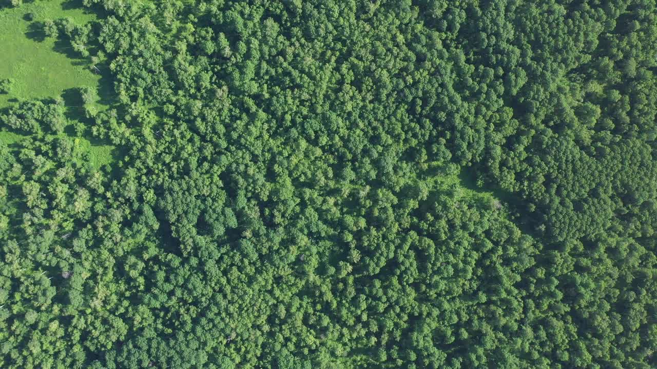 草地和有树的森林/内蒙古，中国视频素材