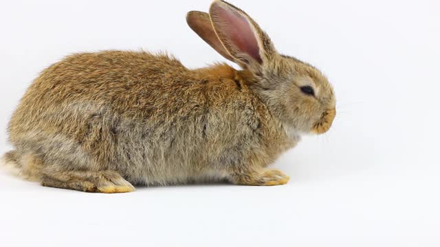可爱好奇的小毛绒绒的棕色兔子坐在一个灰色的背景特写。复活节的概念。复活节兔子视频素材