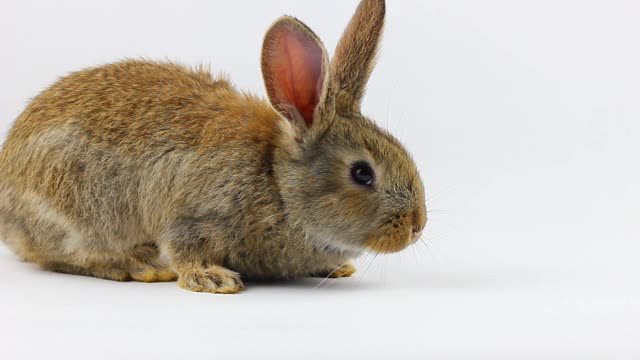 可爱好奇的小毛绒绒的棕色兔子坐在一个灰色的背景特写。复活节的概念。复活节兔子视频素材