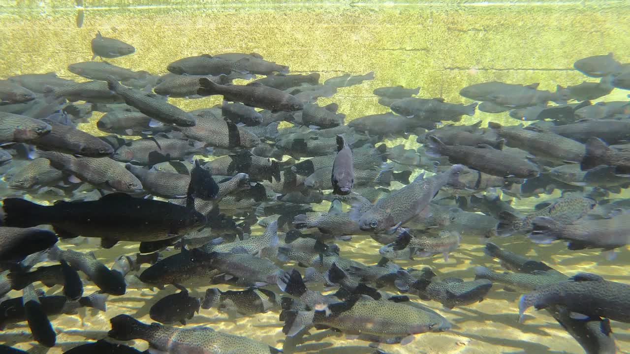 一群鳟鱼游得很近视频素材