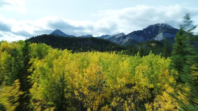 在加拿大落基山脉的秋色树上飞行| 4K视频下载