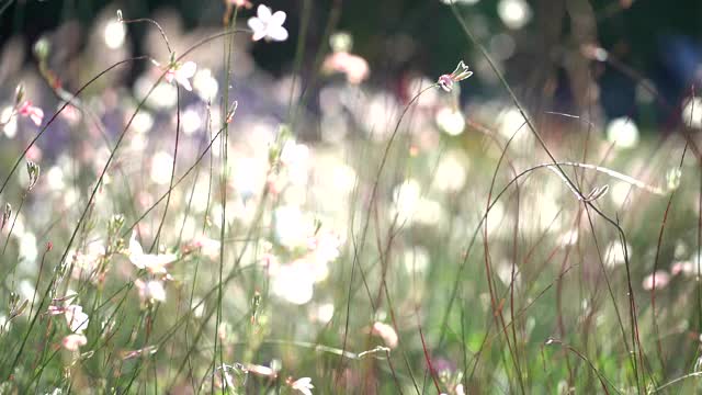草地上的花朵随风摇曳视频下载