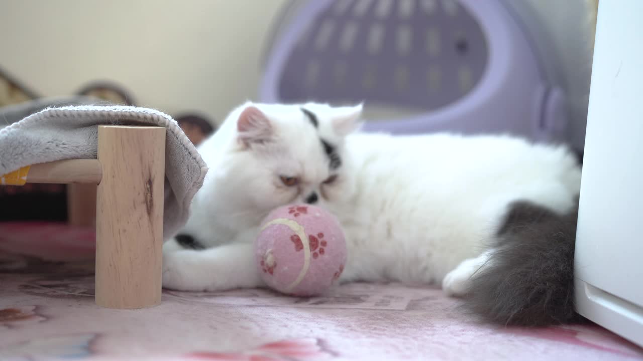 一只波斯猫在玩球。视频下载