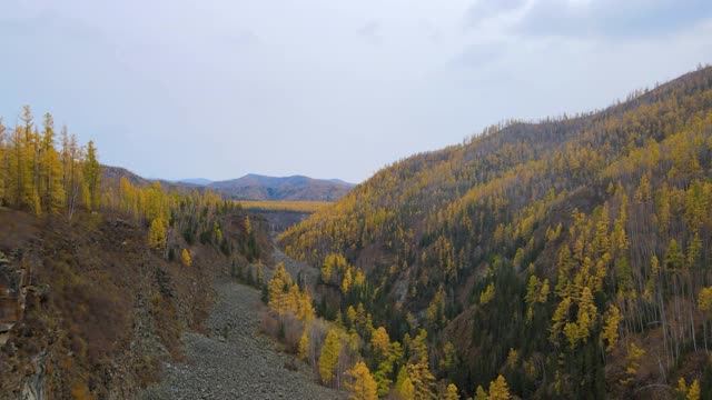 穿越高山峡谷，山坡上有一片秋日针叶林，阴云密布视频下载