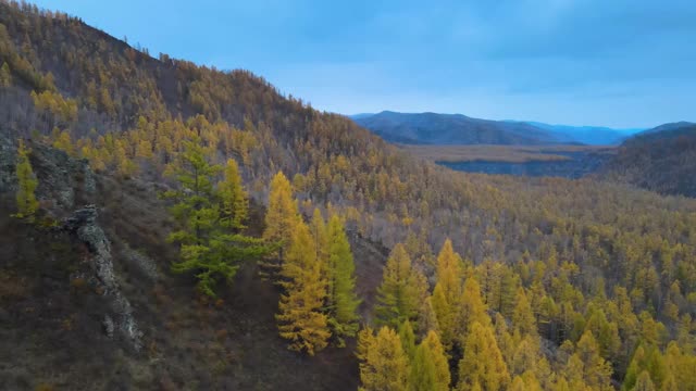 一览俄罗斯图瓦共和国的秋日针叶林美景视频下载