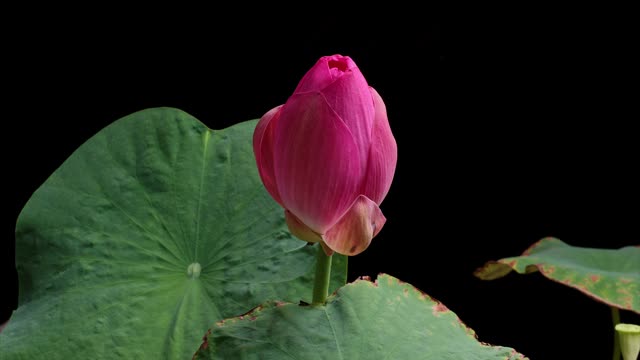 粉红色荷花从花蕾到盛开，绿叶孤立在黑色背景下，4K时间延时镜头，近距离b卷拍摄。视频素材