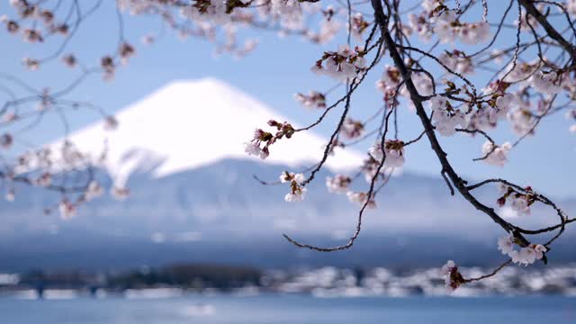 富士山上的川口湖和樱花(机架聚焦)视频素材