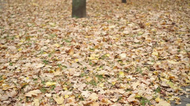 两个无忧无虑的快乐的白人男孩在秋天的草地上在公园和抛树叶。周末，孩子们在户外玩耍，心情轻松愉快。友谊休闲理念视频素材