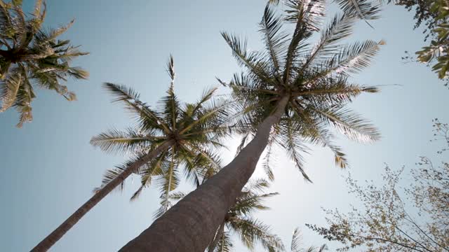 棕榈树上耀眼的阳光视频素材