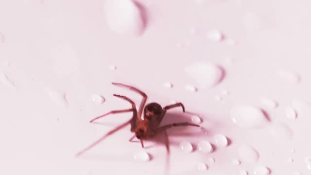 一只受惊的有毒蜘蛛试图逃跑。特写镜头。视频下载