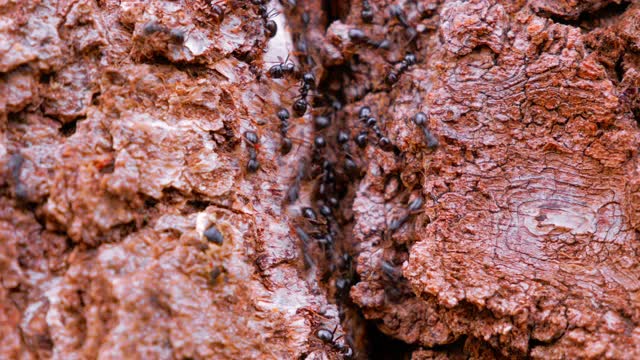树上勤劳的黑蚂蚁。特殊时间视频效果。蚁群的生活。UHD 4 k的视频视频下载