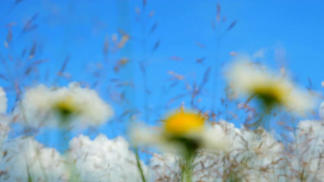 湛蓝的天空映衬着甜美的洋甘菊。甲虫在花上爬行。宏观的视频视频下载