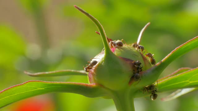 许多黑蚁在牡丹花上采集甜美的花蜜。大自然的宏观世界。视频下载