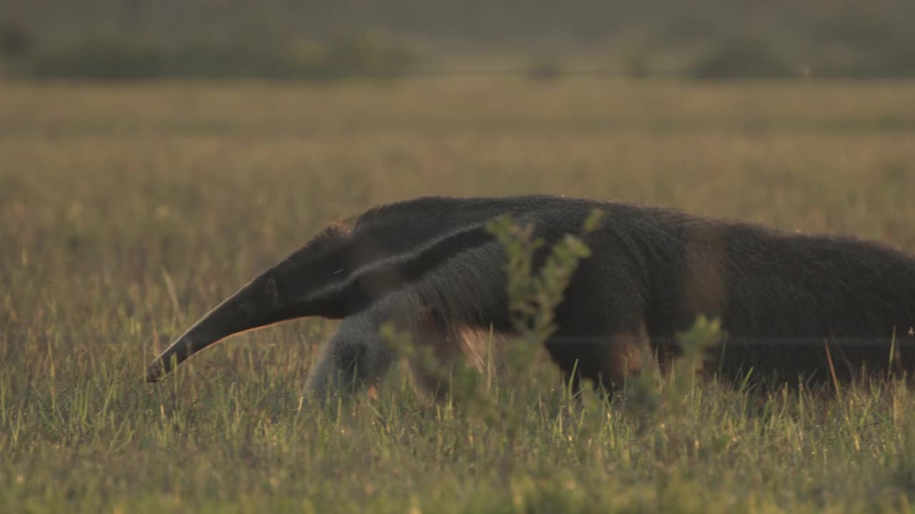 巴西热带草原上的食蚁兽视频素材