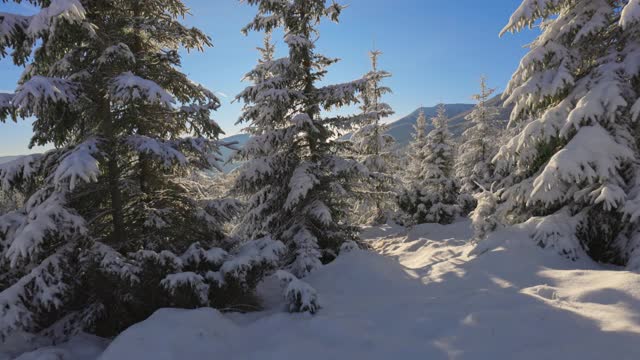 美丽的冬季风景在山上。夕阳从被雪覆盖的冷杉树枝上透了出来。地上和树上都覆盖着一层厚厚的新鲜蓬松的雪。冬季散步和滑雪的好地方。视频素材
