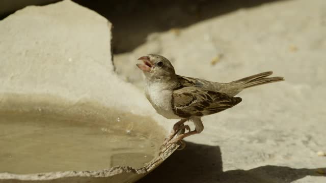 麻雀从碗里喝水，印度。视频下载